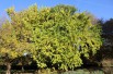 Osage orange