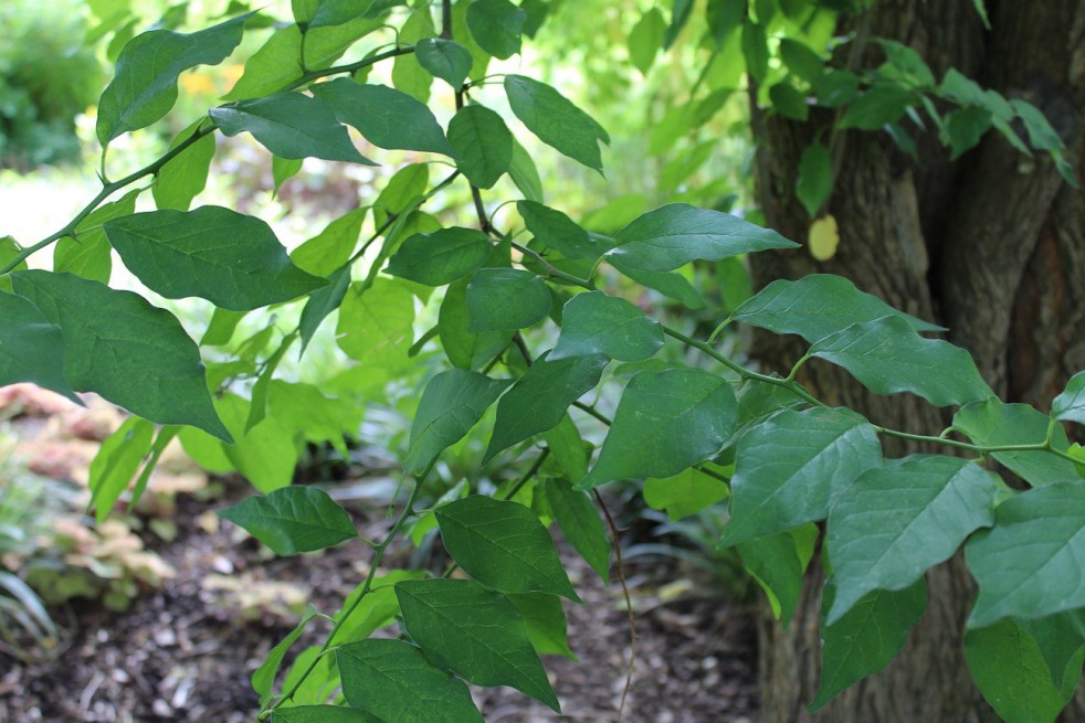 Osage orange