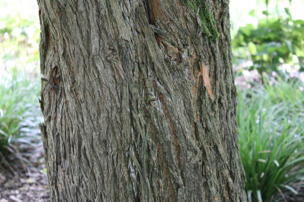 Osage orange