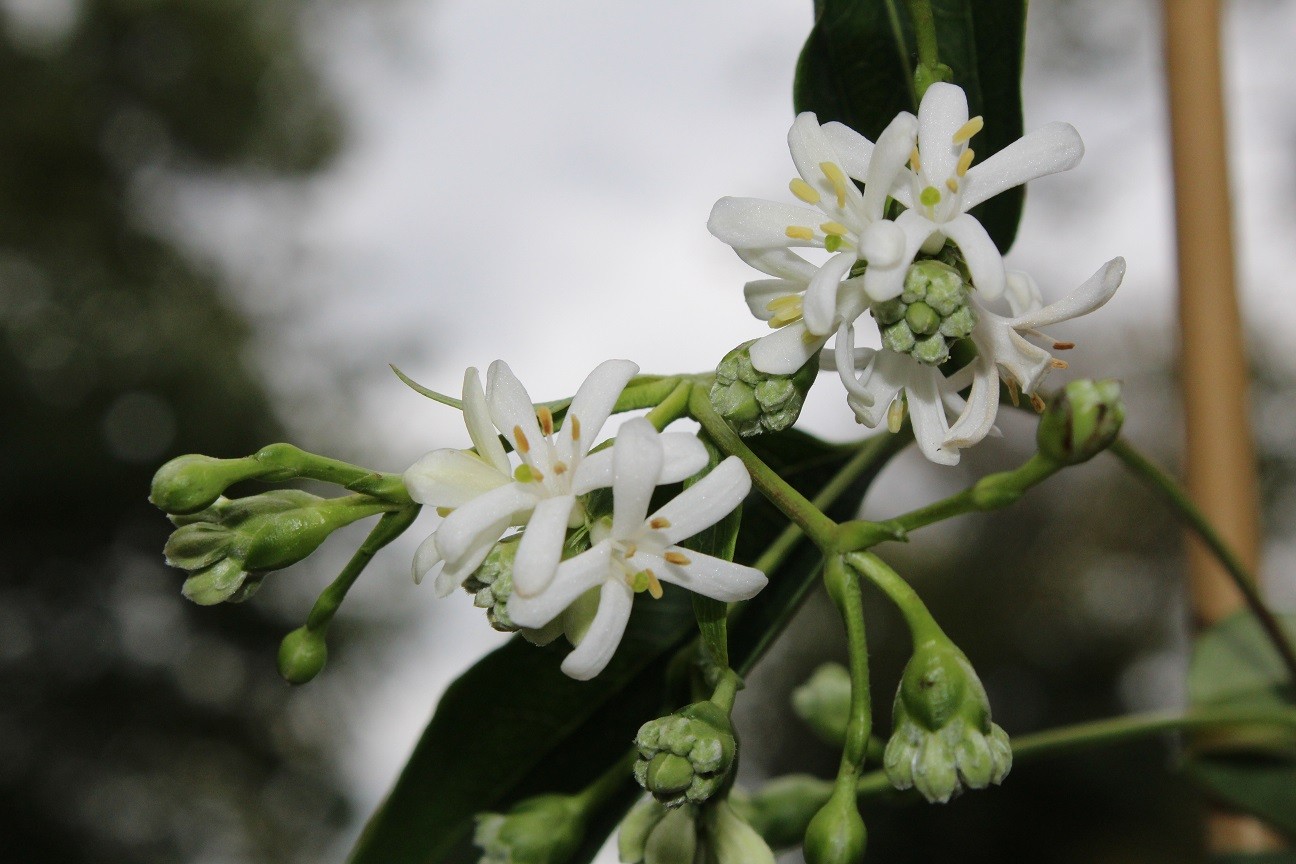 Arbre aux 7 fleurs