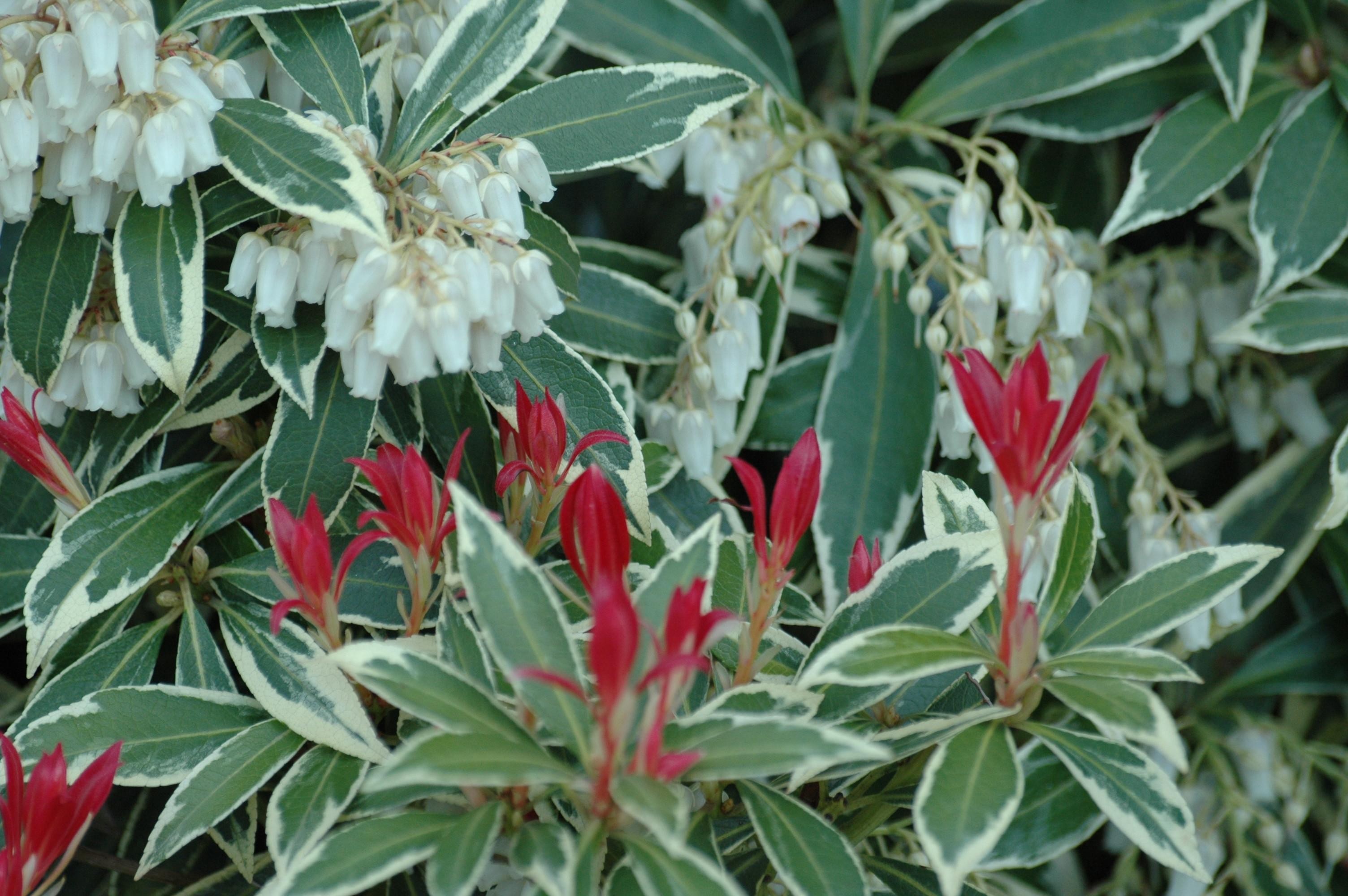 Japanese andromeda Flaming Silver