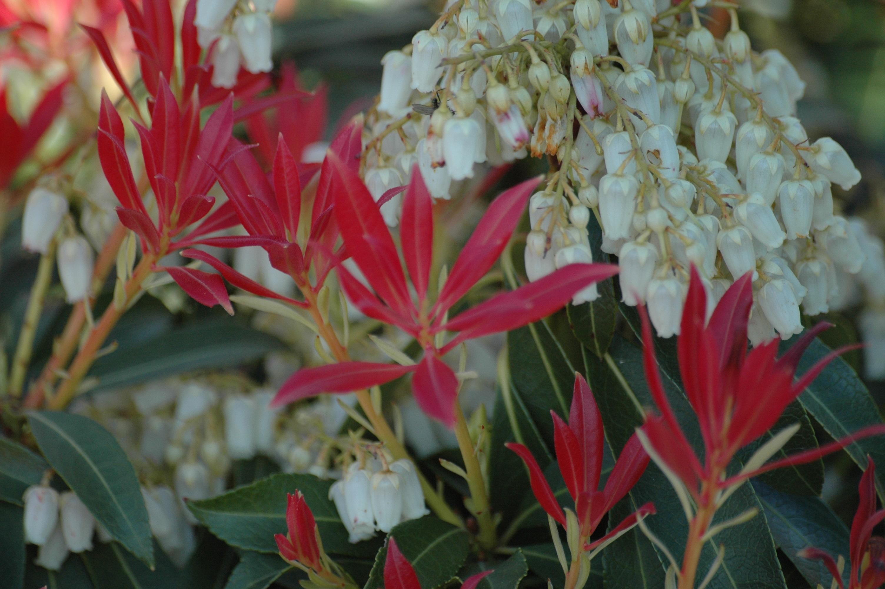 Andromède du Japon Forest Flame