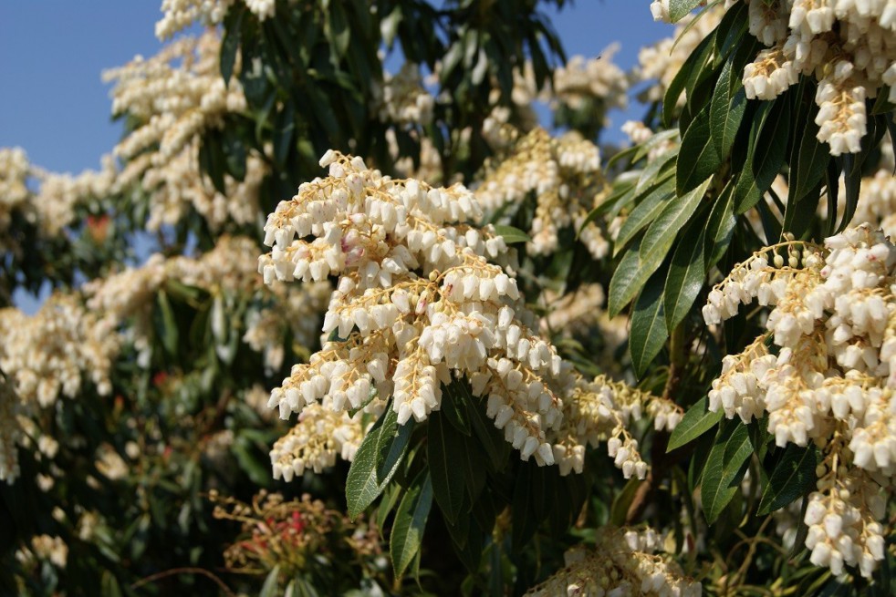 Andromède du Japon Forest Flame