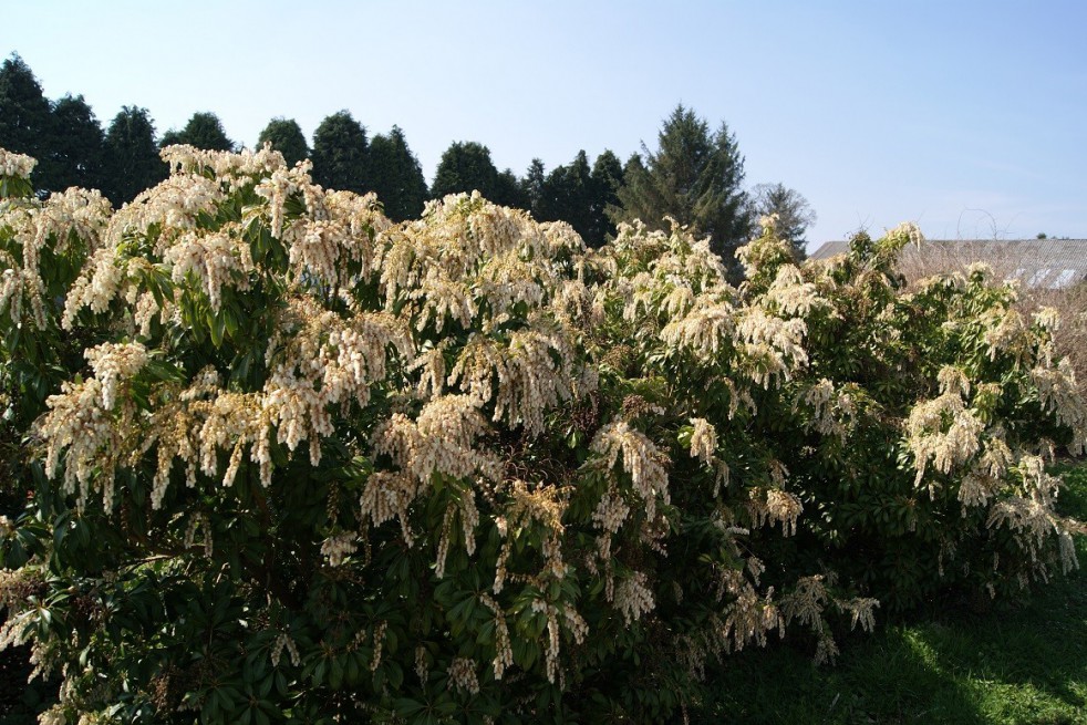 Andromède du Japon Forest Flame