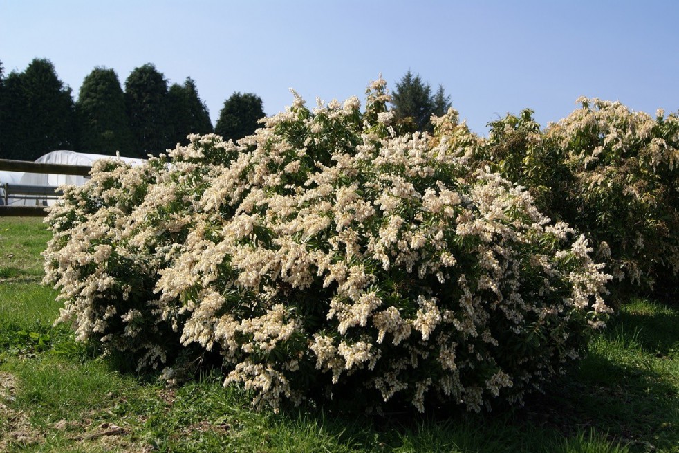 Andromède du Japon Forest Flame