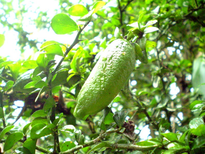 Australische Fingerlimette