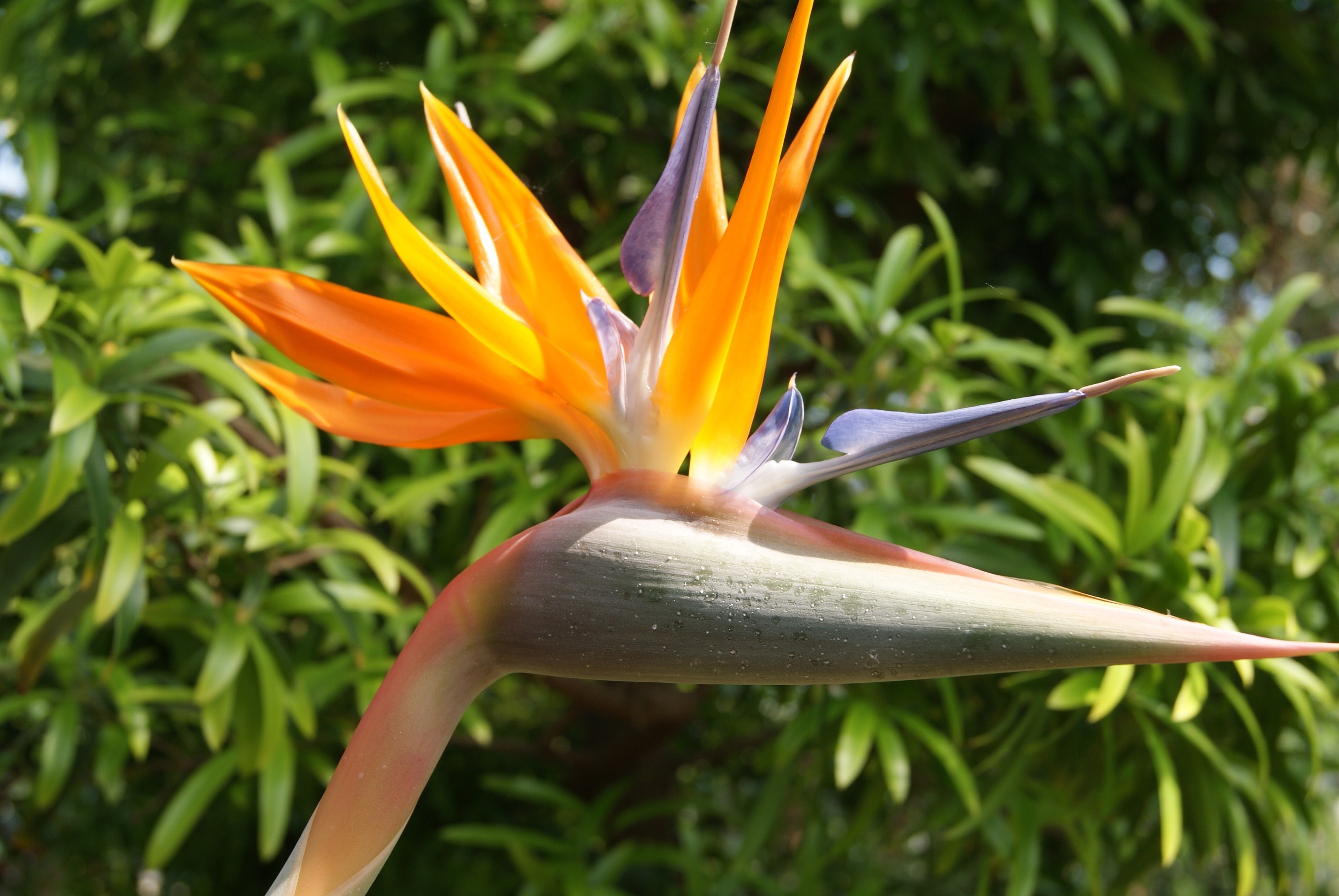 Bird of paradise