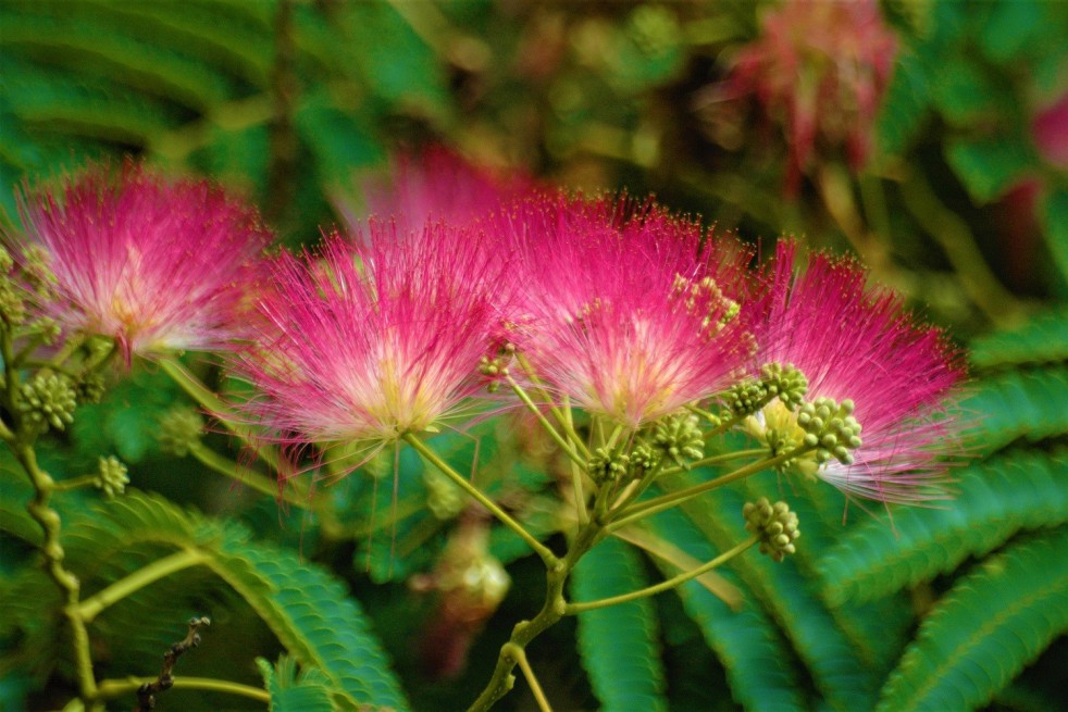 Red Persian silk tree