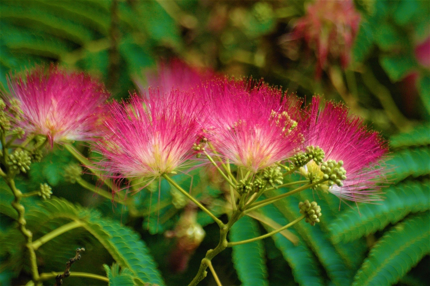 Rouge de Tuilière Persian silk tree