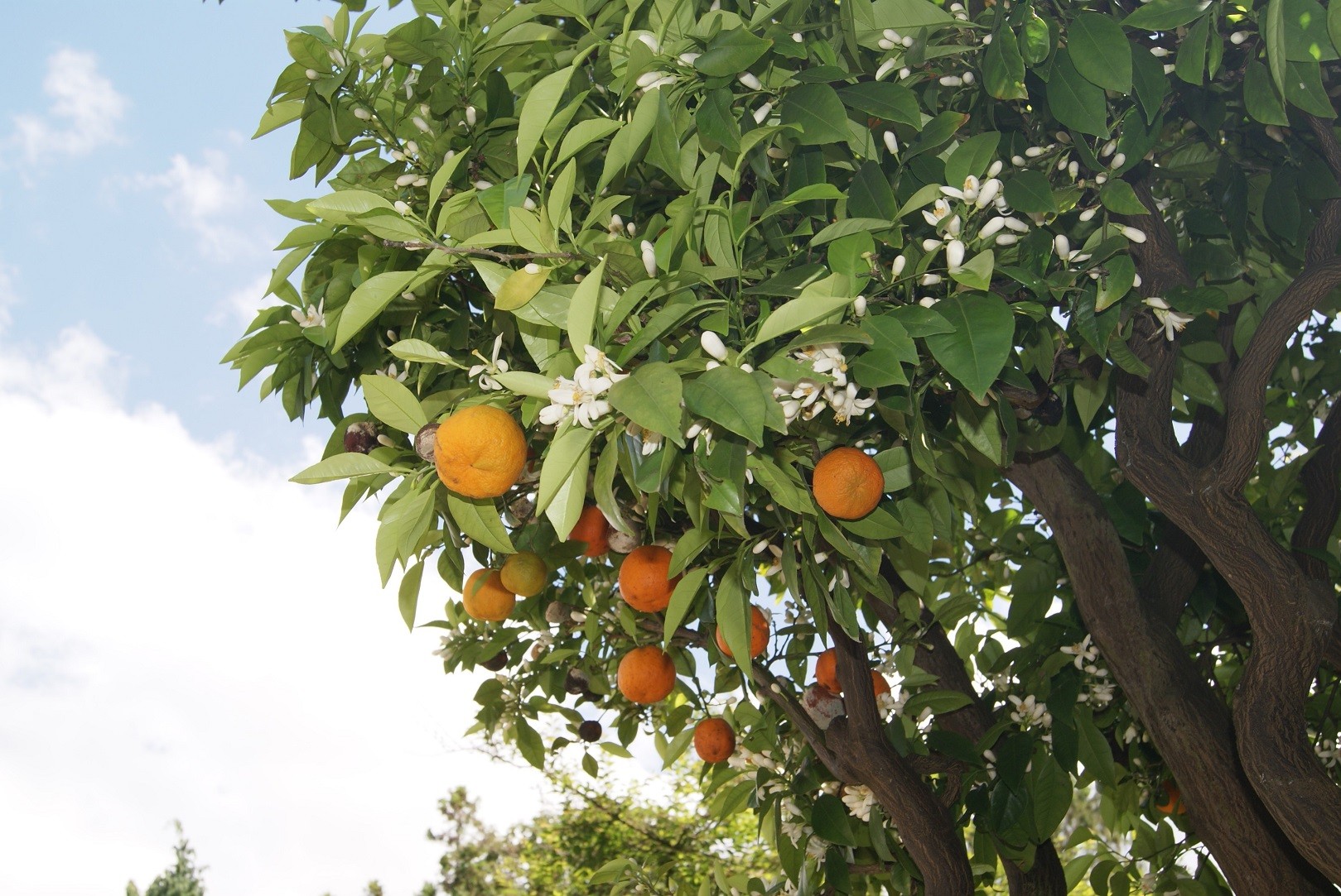 Mandarinenbaum Keraji