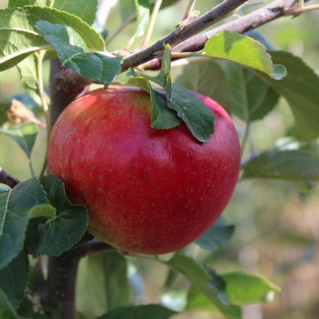 Santana® Apple Tree - Malus domestica Santana®