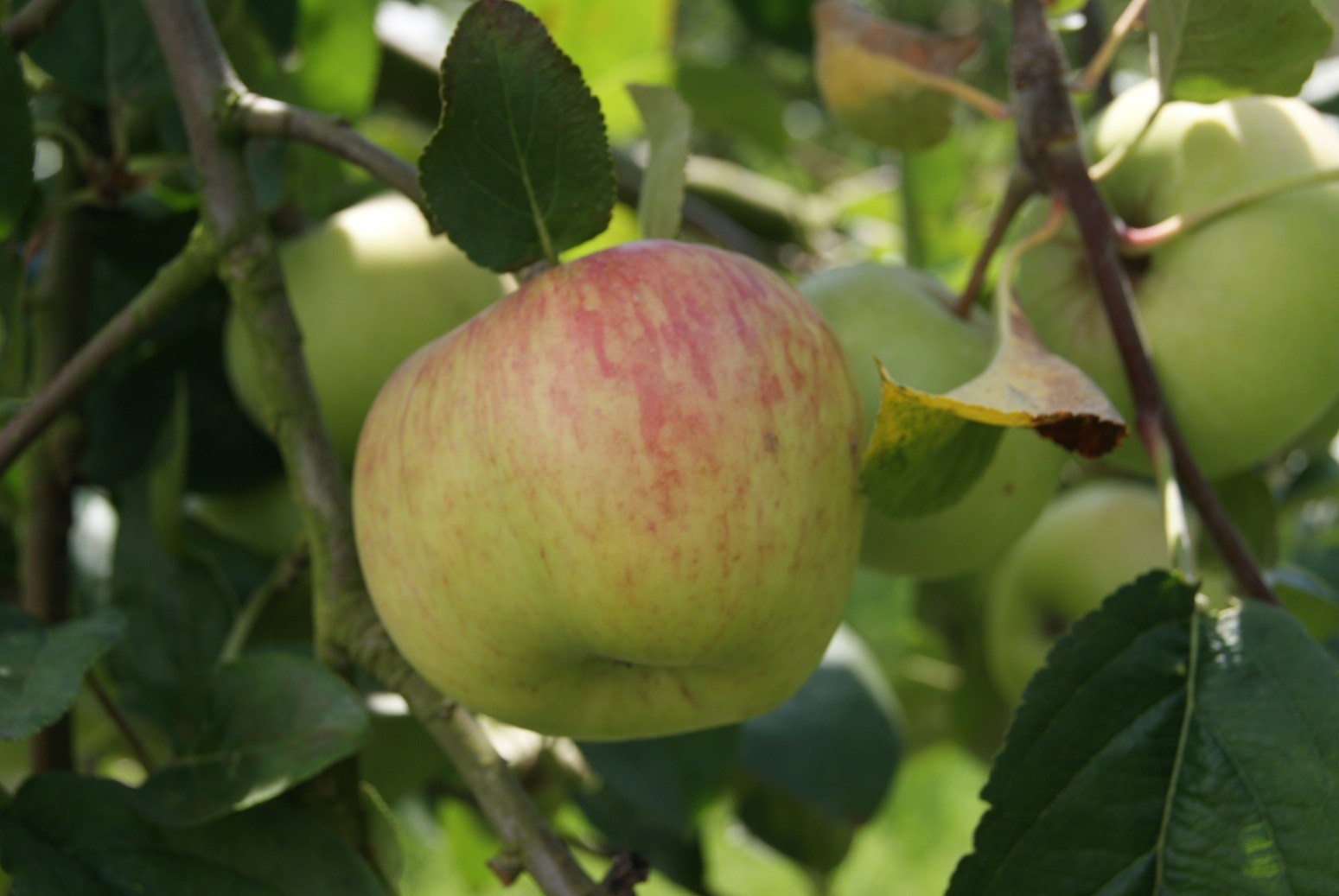 Pommier Belle fleur double