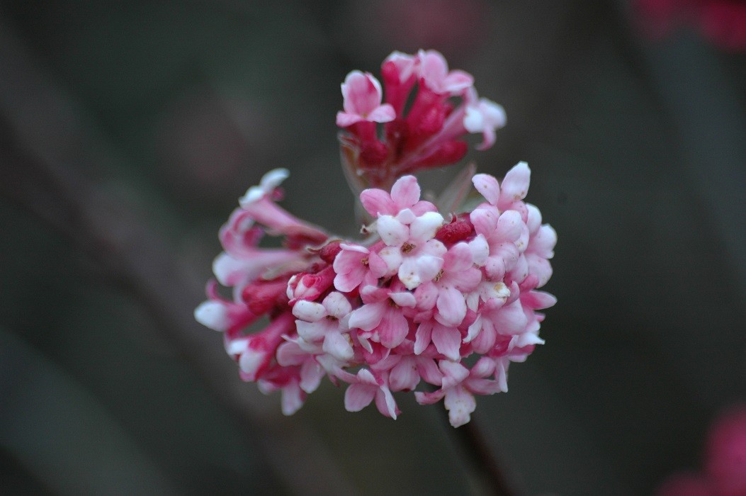 Pink Viburnum Dawn