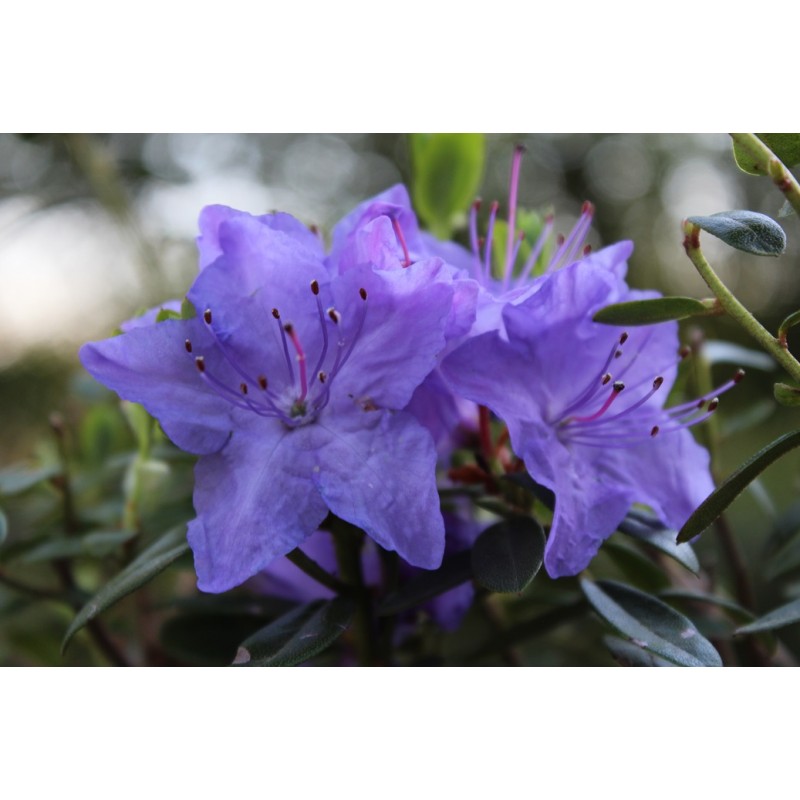 Blauwe rhododendron