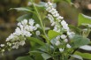 Cerisier à grappes Le Thoureil