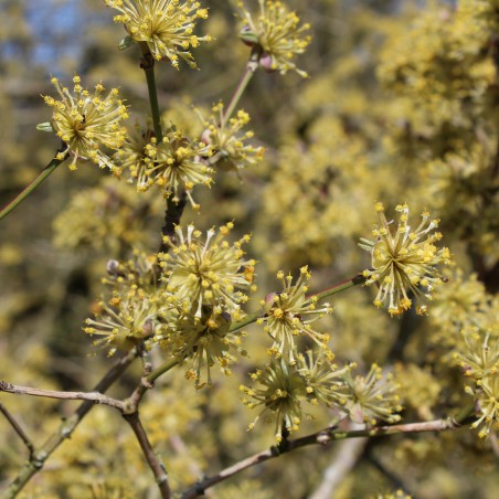 Japanese cornel dogwood - Cornus officinalis