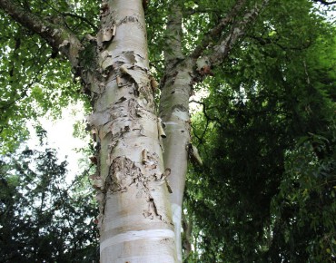 Paper birch 