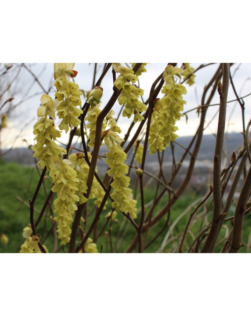 Winter-hazel - Corylopsis Spicata