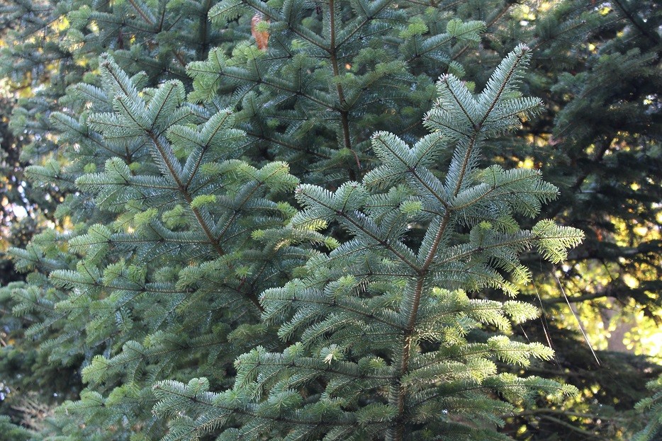 Nordmann fir