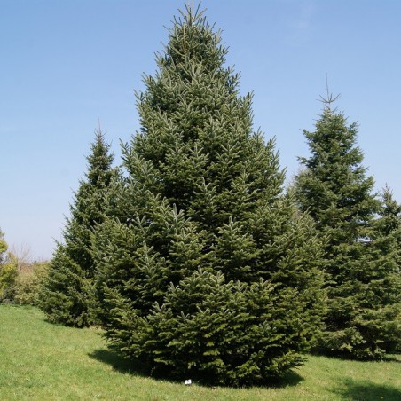 Nordmann Fir - Caucasian Fir - Abies Nordmanniana