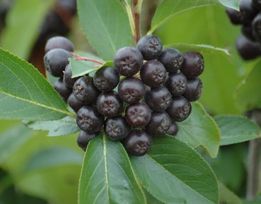 Aronie noire - Aronia Melanocarpa