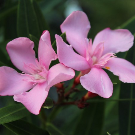 Villa Romaine Oleander - Nerium Oleander Villa Romaine