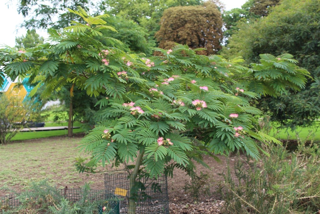 Seitenbaum"Rosea"