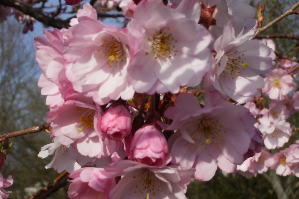 Cerisier à fleurs du Japon Accolade