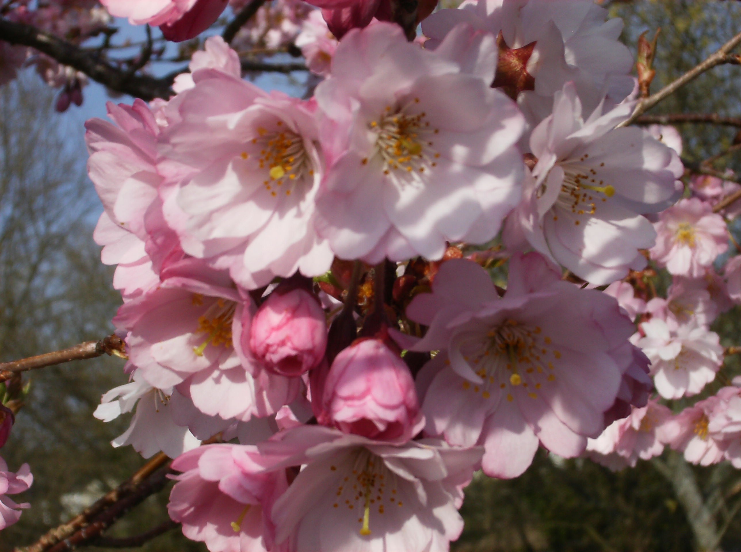 Cerisier à fleurs du Japon Accolade