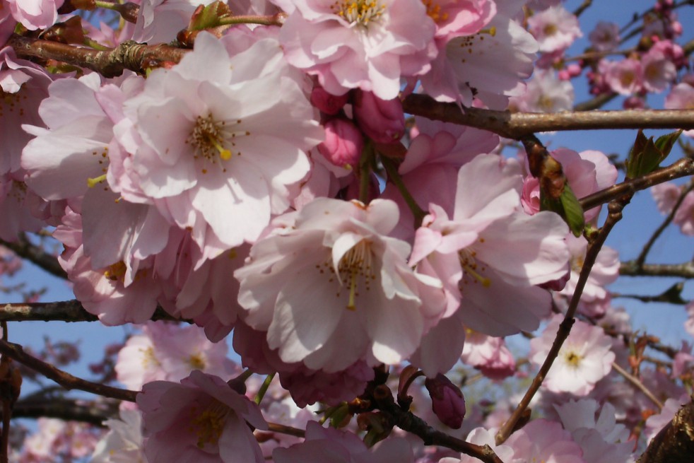 Cerisier à fleurs du Japon Accolade