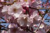 Cerisier à fleurs du Japon Accolade