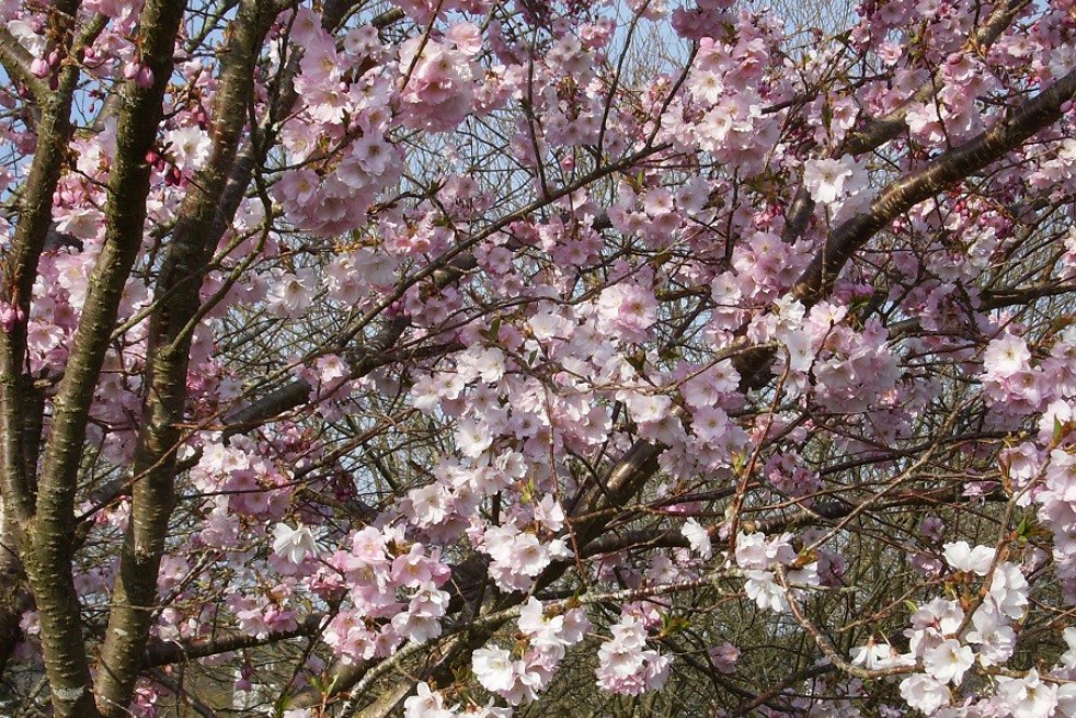 Cerisier à fleurs du Japon Accolade