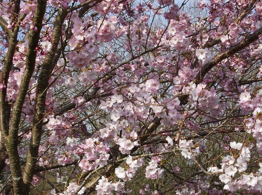 Cerisier à fleurs du Japon Accolade