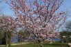 Cerisier à fleurs du Japon Accolade