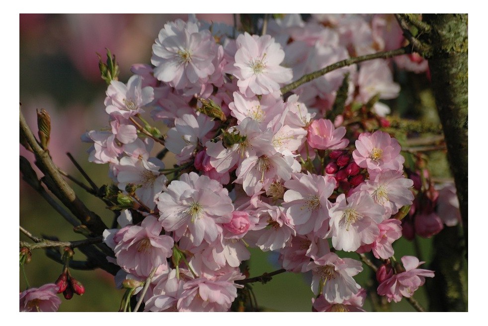 Cerisier à fleurs du Japon Accolade