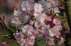 Cerisier à fleurs du Japon Accolade