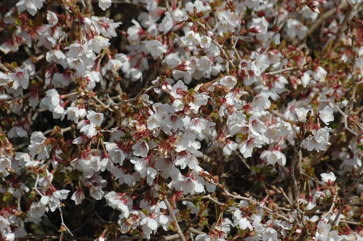 Dwarf Fuji Cherry Tree Kojou-No-Mai