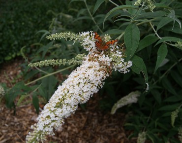 arbre aux papillons blanc