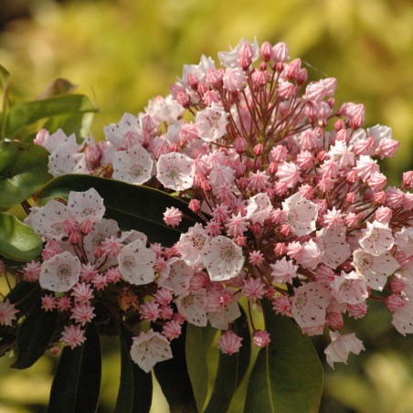 Tiddlywinks Mountain Laurel - Kalmia Latifolia Tiddlywinks