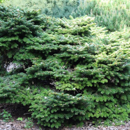 Birds Nest Spruce - Picea Abies Nidiformis