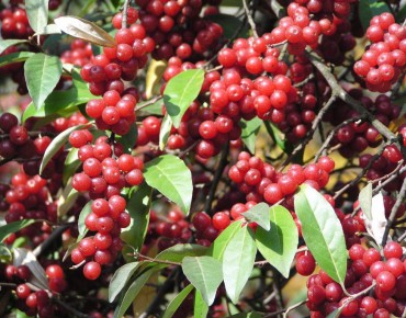 Japanese silverberry