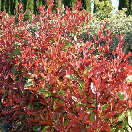 Christmas berry Red Robin - Photinia Fraseri Red Robin