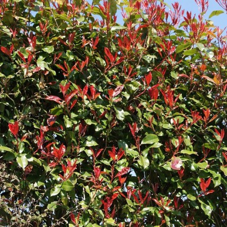 Christmas berry Red Robin - Photinia Fraseri Red Robin