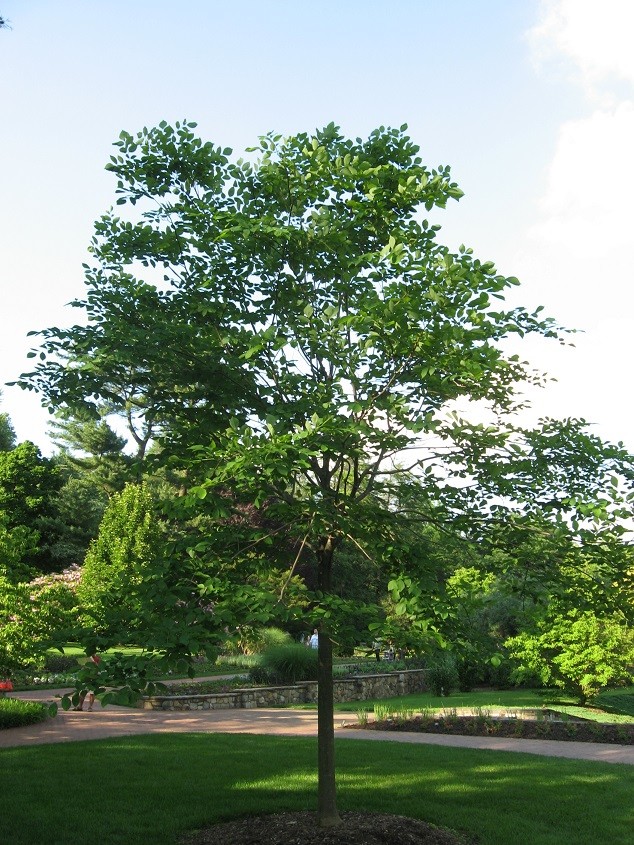 Kentucky yellowwood