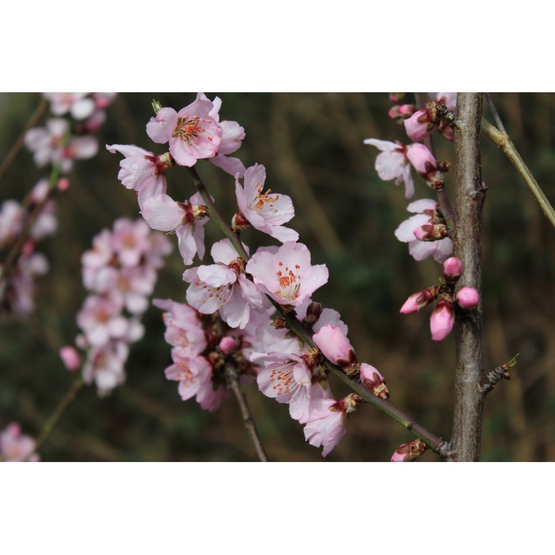 Robijn Amandelboom - Prunus Dulcis Robijn