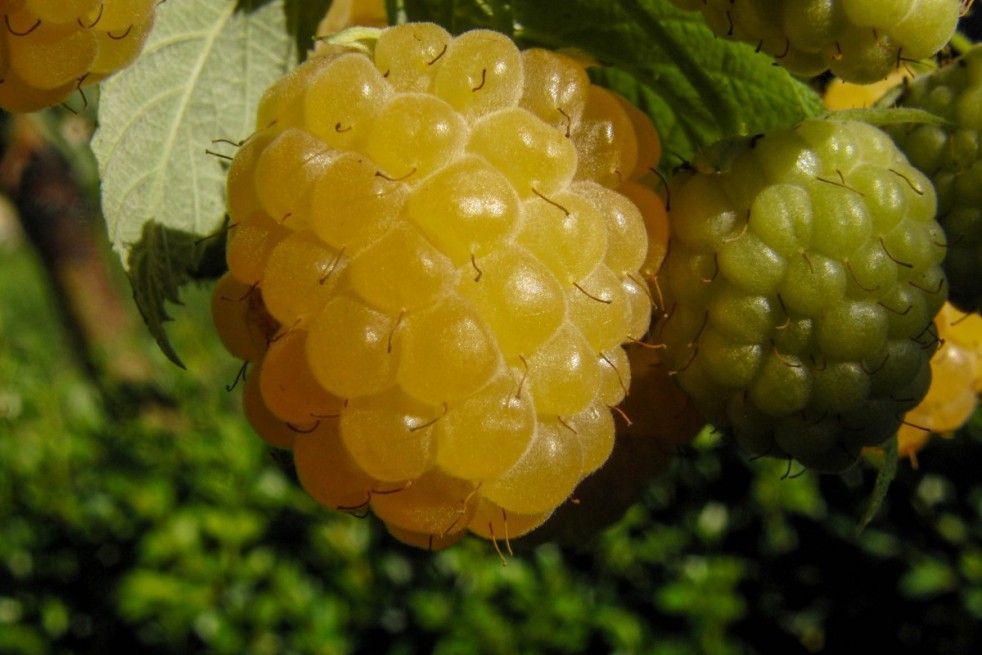Gelbe Himbeere fallgold Rubus Herbsthimbeere Fallgold - - idaeus