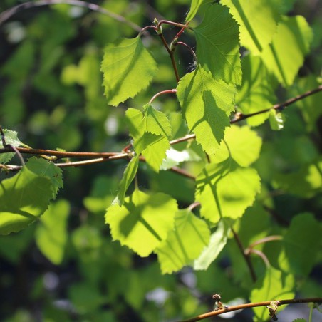 Golden-leaved Birch - Betula Pendula Schneverdinger Goldbirke