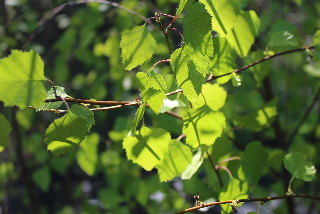 Golden-leaved Birch Schneverdinger Goldbirke