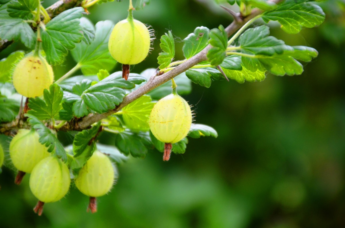 Yellow Gooseberry