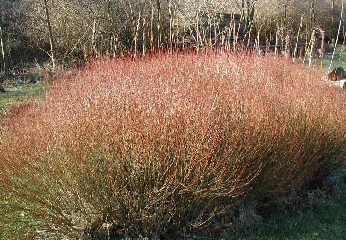 Osier pourpre nain